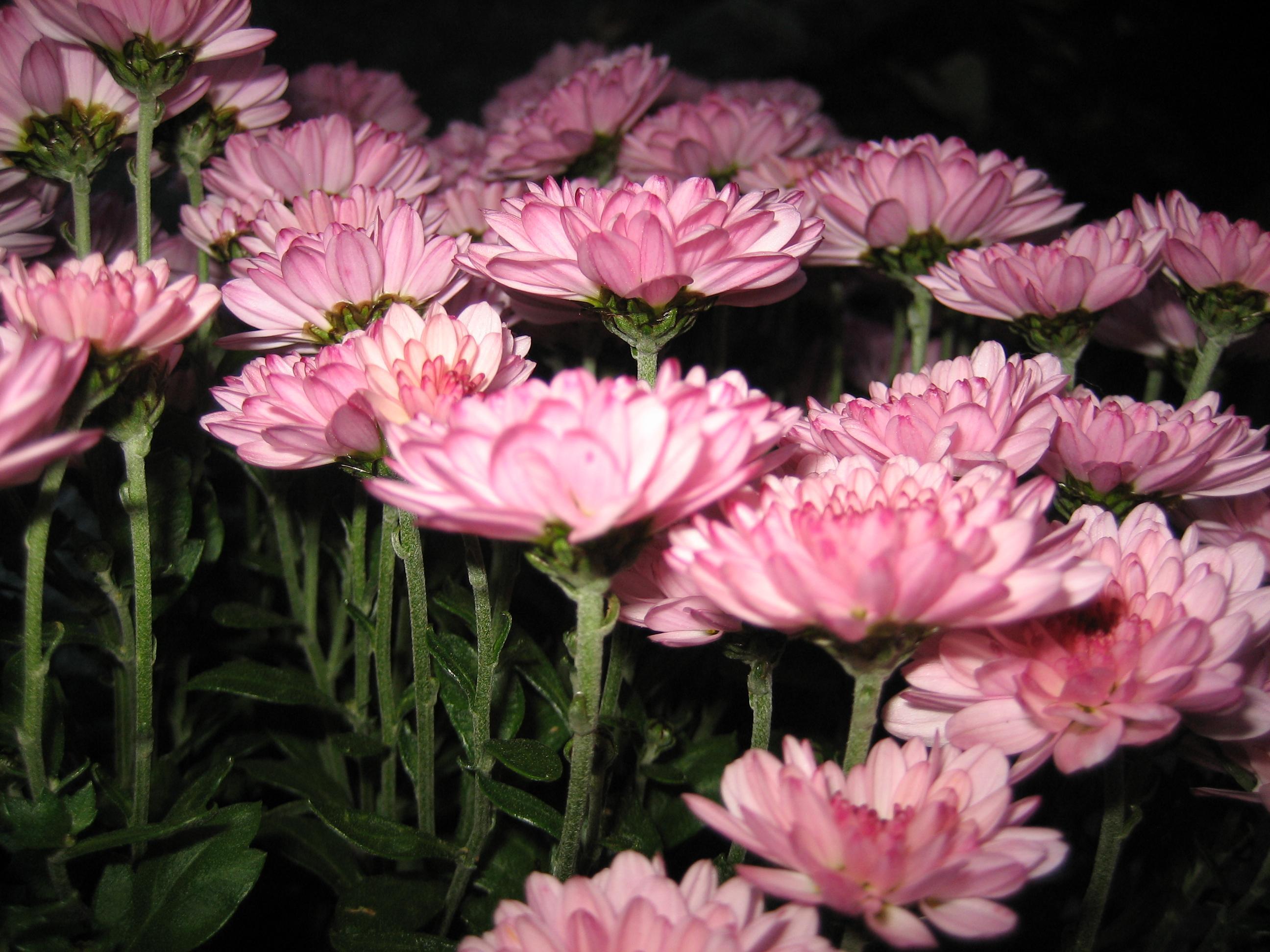 Pippo_mini Live Image