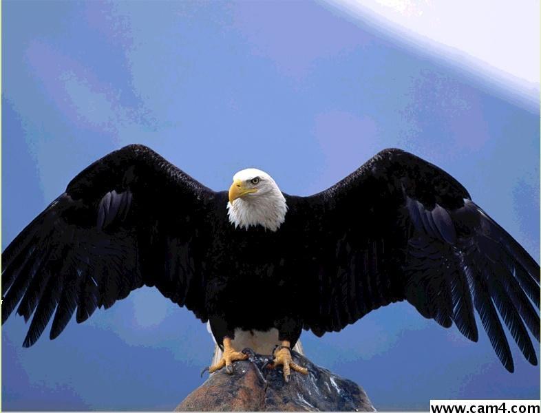 aquila69w Live Image