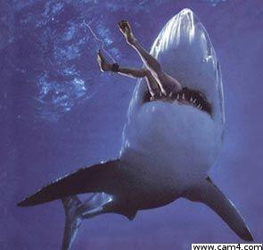 sharkxy Live Image