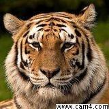 dertiger06 live from Germany