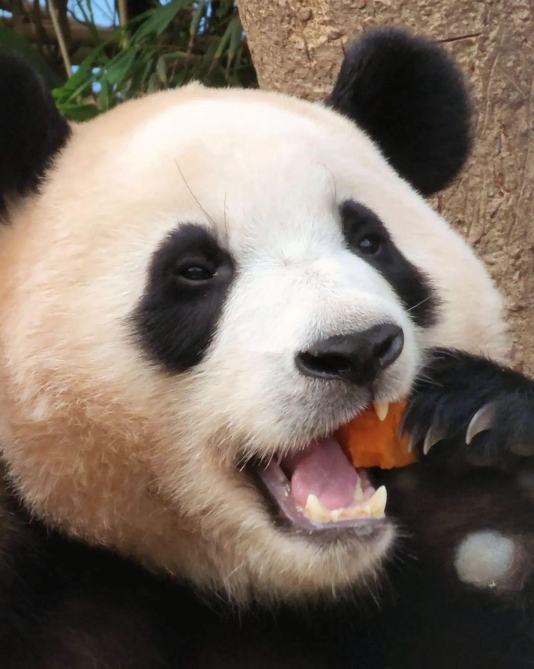 pandaart live from Greece